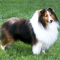 Ciobanesc de Shetland 