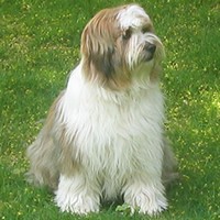 Terrier tibetan