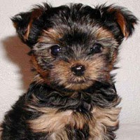 Yorkshire Terrier 