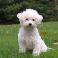 Bichon Frise