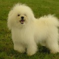Bichon Bolognese 