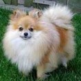 Pomeranian